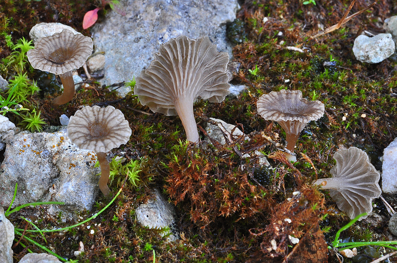 Arrhenia rickenii