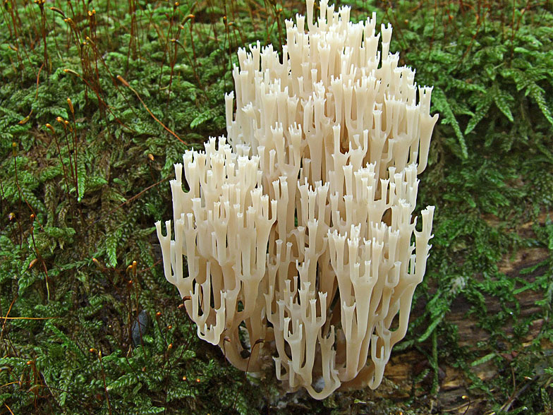 Artomyces pyxidatus