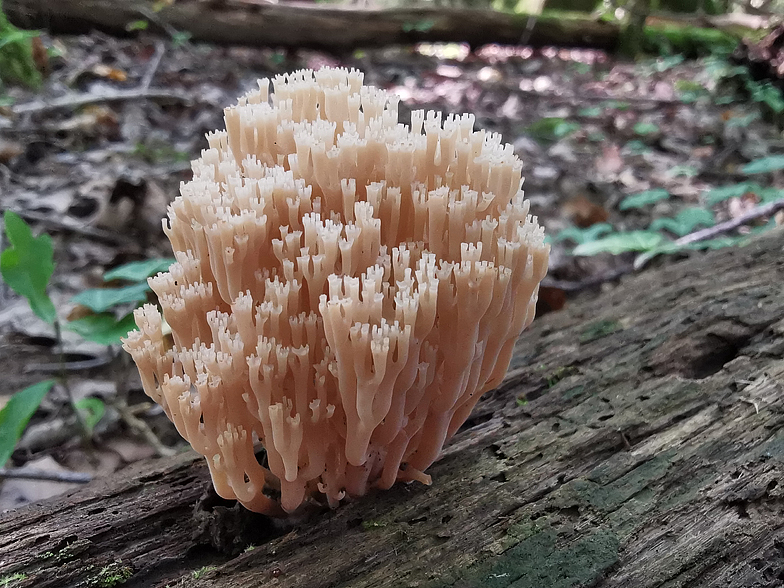 Artomyces pyxidatus