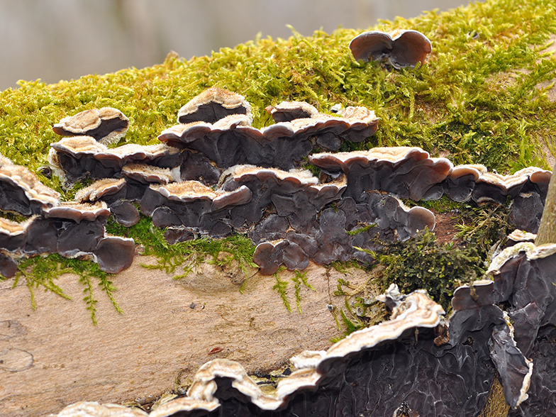 Auricularia mesenterica