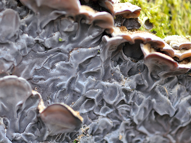 Auricularia mesenterica