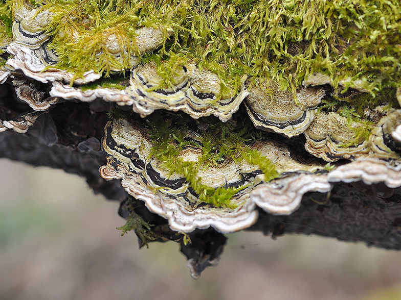 Auricularia mesenterica