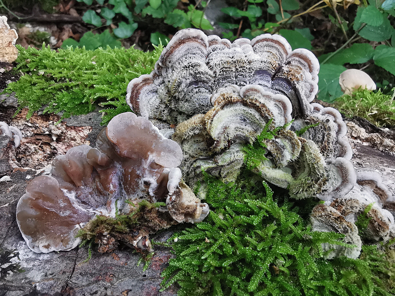 Auricularia mesenterica