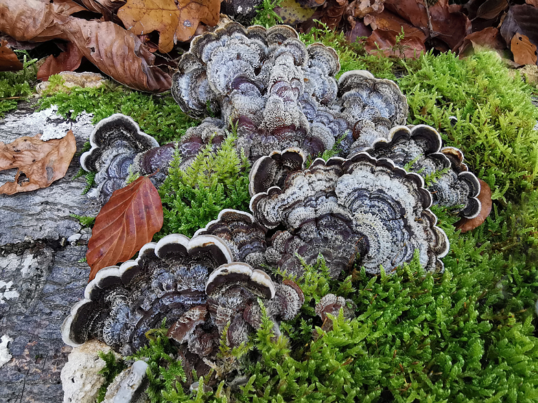 Auricularia mesenterica