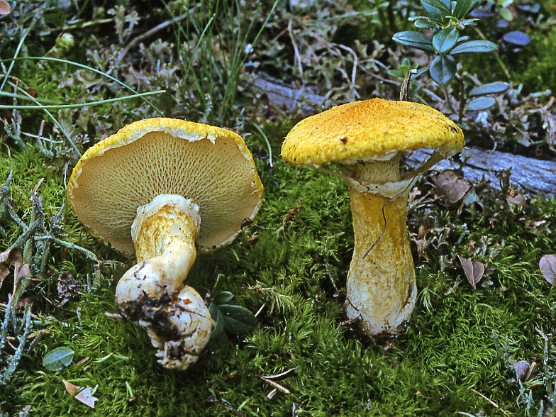 Boletinus cavipes var. aureus