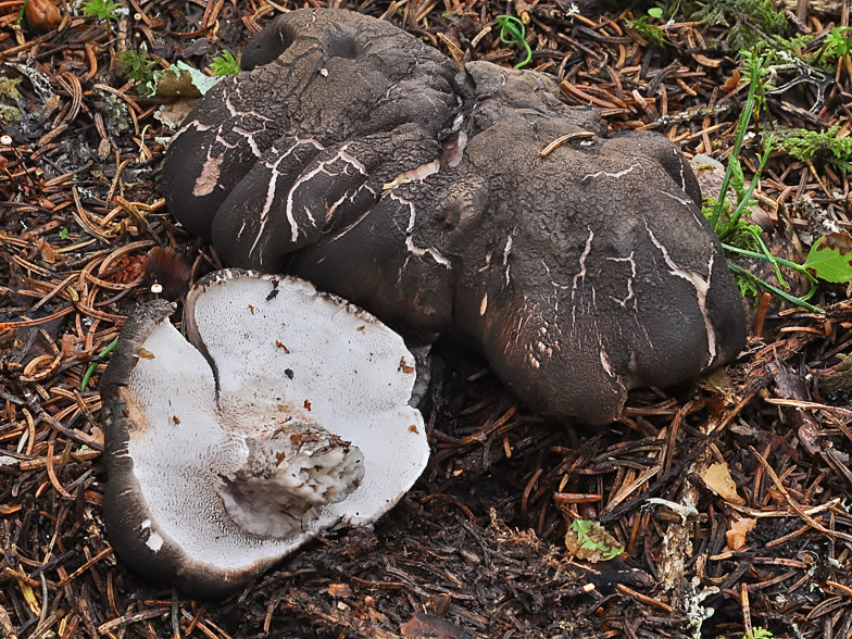 Boletopsis leucomelaena