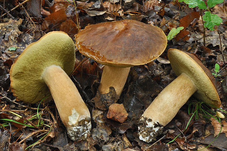 Boletus aereus