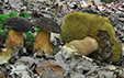 Boletus aereus