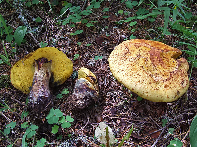 Boletus junquilleus