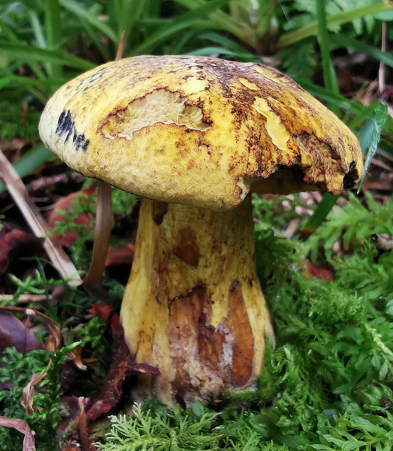 Boletus junquilleus