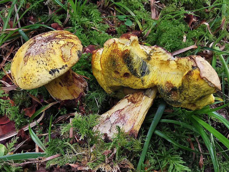 Boletus junquilleus