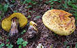 Boletus junquilleus