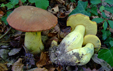 Boletus pseudoregius