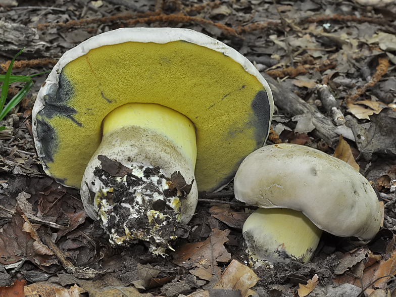 Boletus radicans