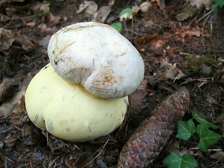 Boletus radicans