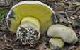 Boletus radicans