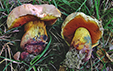 Boletus_rhodopurpureus