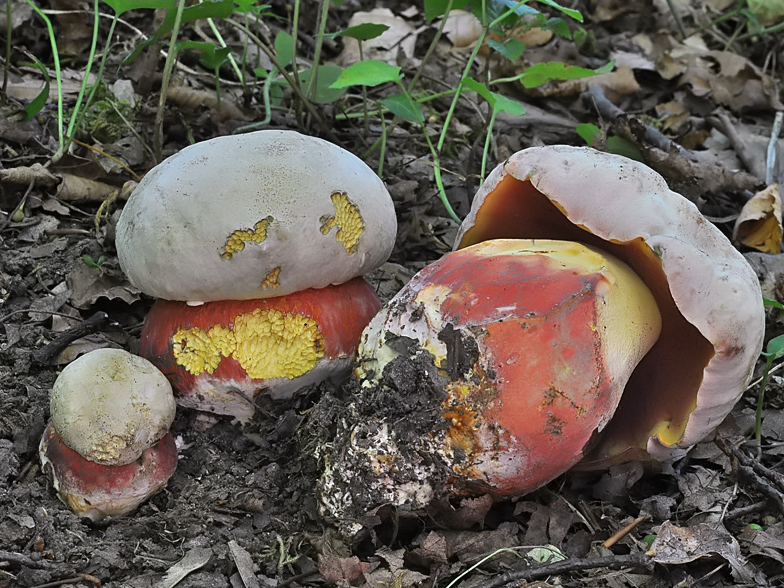 Boletus satanas