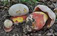 Boletus satanas