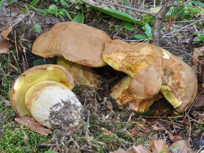 Boletus subappendiculatus