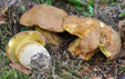 Boletus subappendiculatus