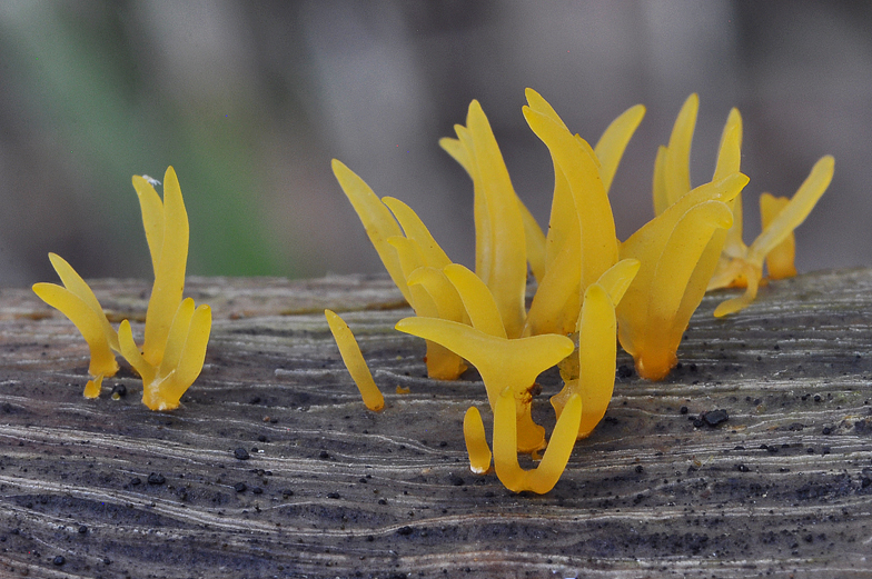 Calocera furcata