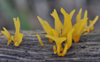 Calocera furcata