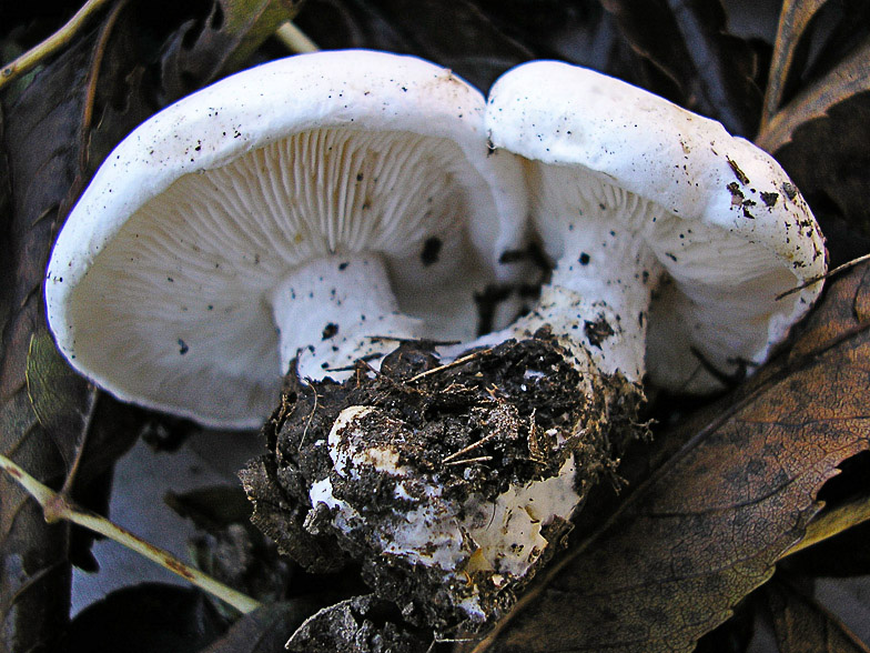 Calocybe constricta