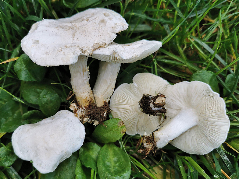 Calocybe constricta