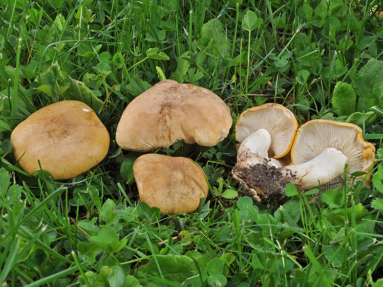 Calocybe gambosa var. flavida