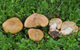 Calocybe gambosa var. flavida