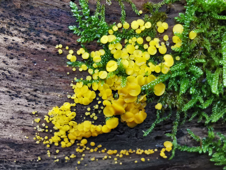 Calycina bisporella citrina