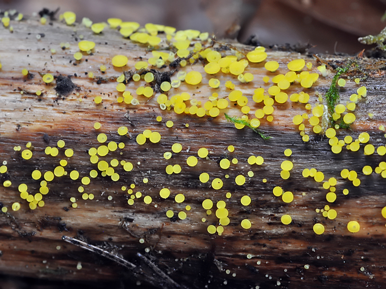 Calycina bisporella citrina