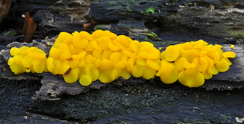 Calycina bisporella citrina