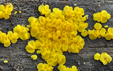 Calycina bisporella citrina