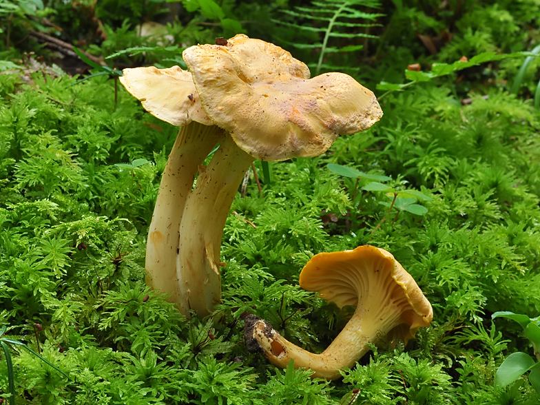 Cantharellus cibarius var. amethysteus