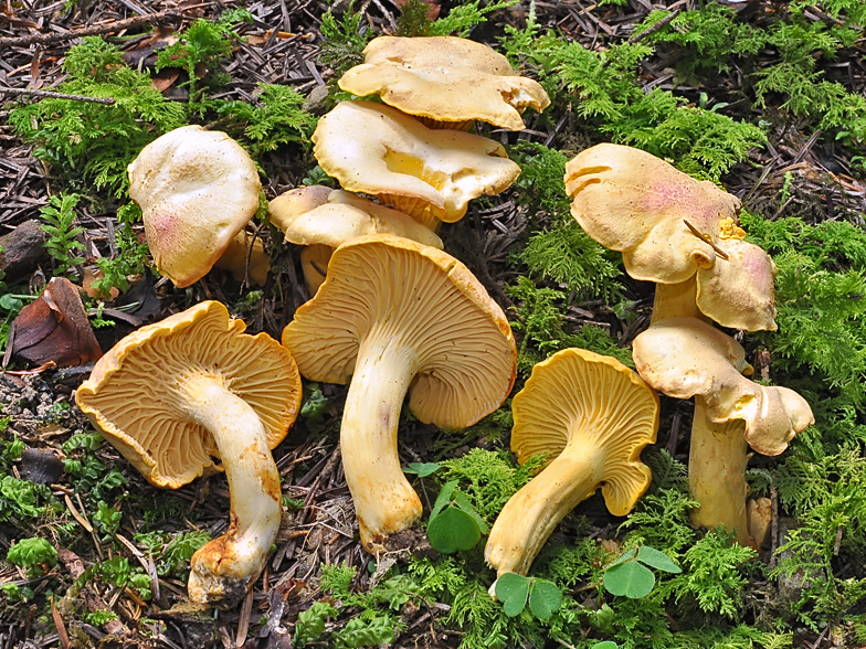 Cantharellus cibarius var. amethysteus