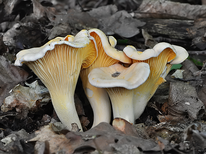 Cantharellus pallens