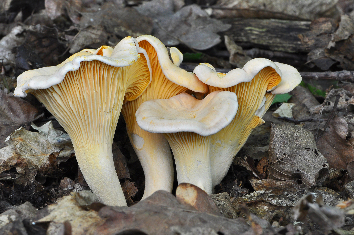 Cantharellus pallens grande