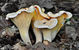 Cantharellus pallens