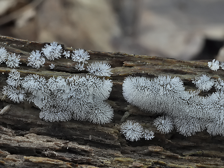 Ceratiomyxa fruticulosa