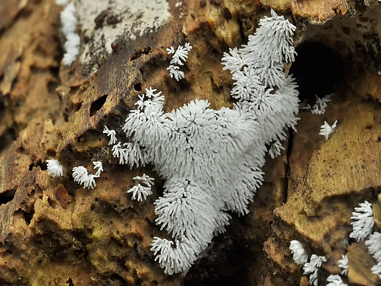 Ceratiomyxa fruticulosa