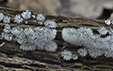 Ceratiomyxa fruticulosa