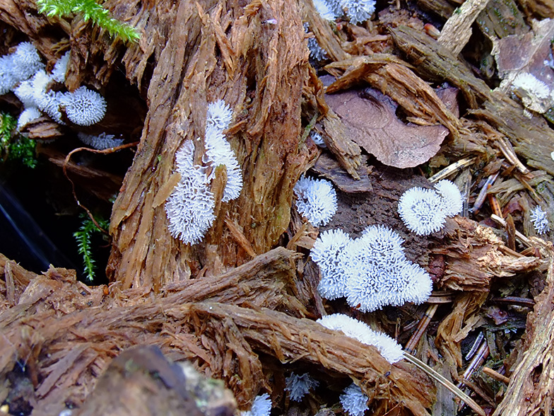 Ceratiomyxa fruticulosa var. porioides