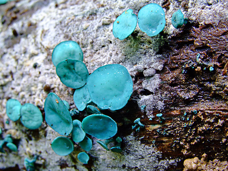 Chlorociboria aeruginascens