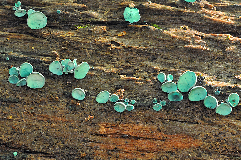 Chlorociboria aeruginascens