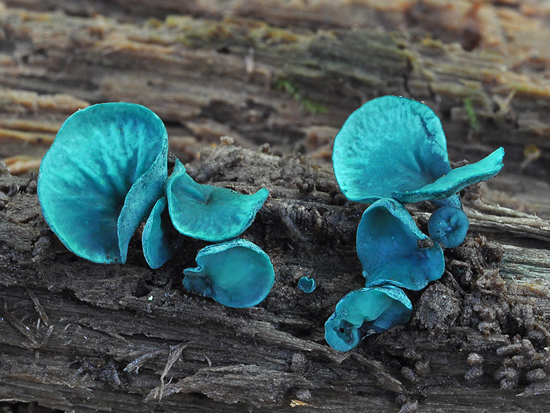 Chlorociboria aeruginascens