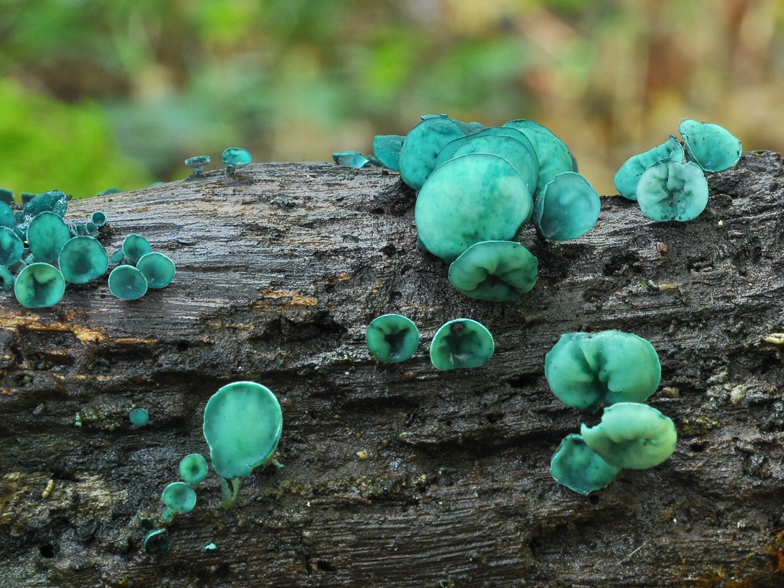 Chlorociboria aeruginascens