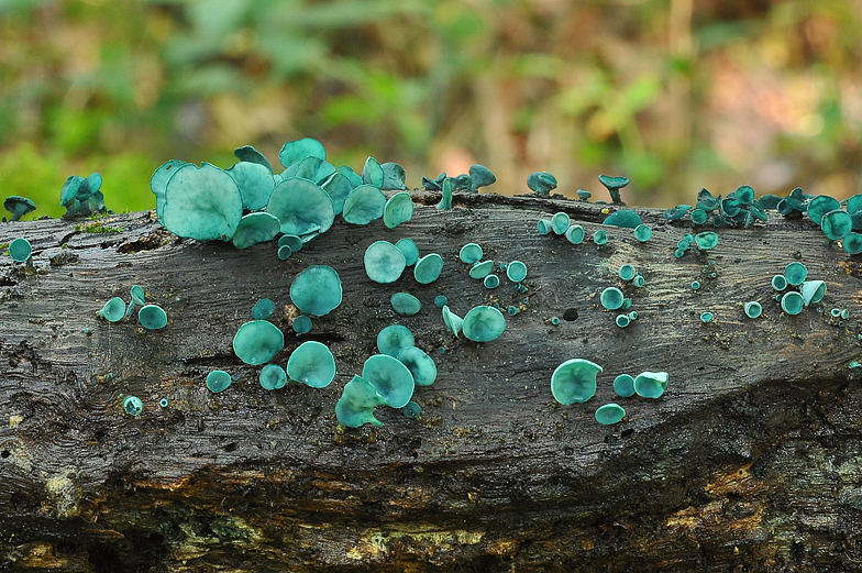 Chlorociboria aeruginascens