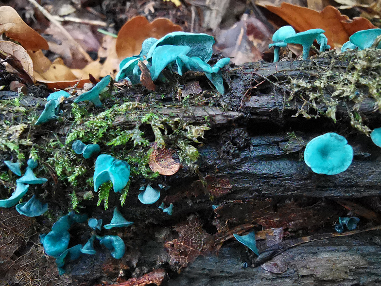 Chlorociboria aeruginascens